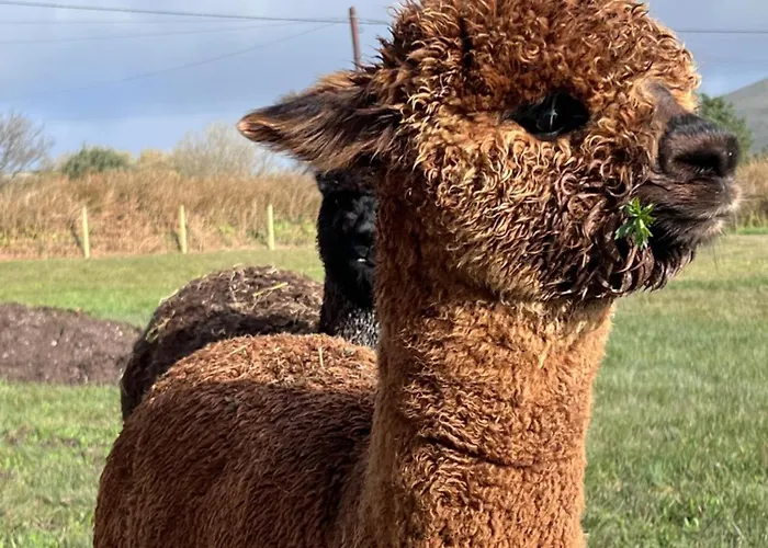 펜션 Wild Wild West *