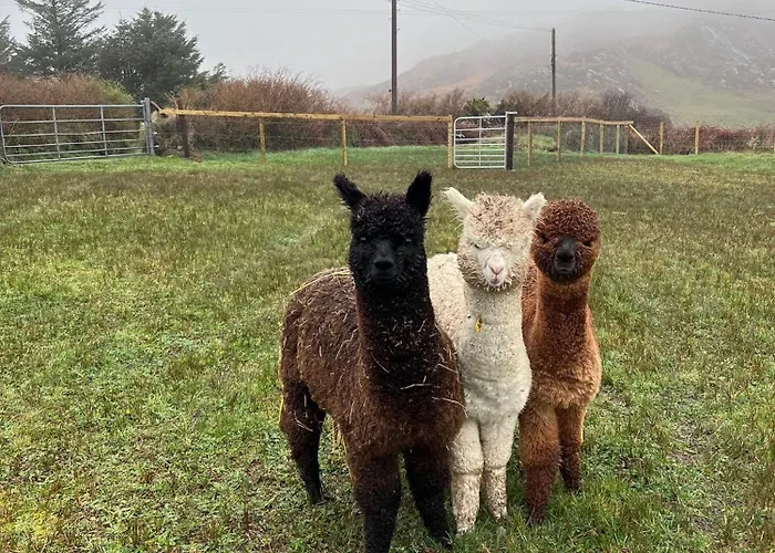 Wild Wild West 펜션 캐슬타운베어